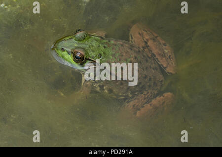 Green frog (Lithobates clamitans), Erwachsener, Nordamerika, durch Überspringen Moody/Dembinsky Foto Assoc Stockfoto