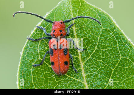 Seidenpflanze Käfer (Tetraopes tetrophthalmus) über gemeinsame Seidenpflanze (Asclepias syriaca), E USA, durch Überspringen Moody/Dembinsky Foto Assoc Stockfoto