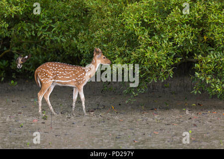 Spotted Deer oder Axix Axix oder Cheetal in den Mangroven der Sunderbans National Park, West Bengal, Indien Stockfoto