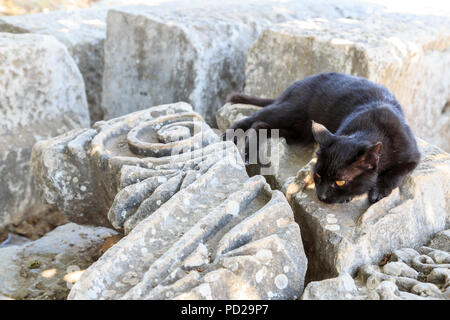 Schwarze Katze auf den Ruinen der antiken Stadt Ephesus, Izmir, Türkei Stockfoto