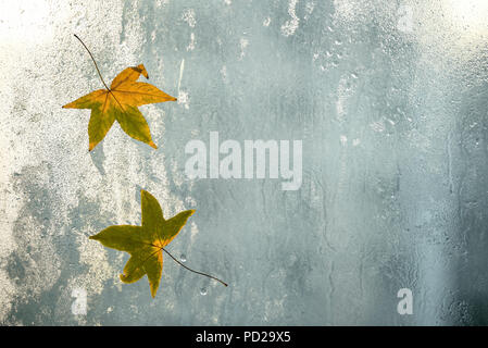 Blätter im Herbst und Regentropfen auf dem Fenster Glas, Herbst Wetter. Saisonale Herbst Hintergrund. Stockfoto