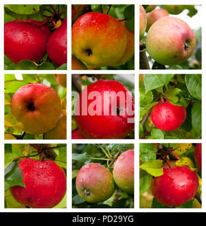 Herbstliche collage-Zweig mit reife rote Äpfel und grüne Blätter Stockfoto