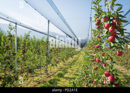 Intensive Obst- oder Obstgarten mit Crop Protection Nets in Südtirol, Italien. Apple Orchard der neuen Sorte 'Devil Gala" Stockfoto