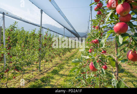 Intensive Obst- oder Obstgarten mit Crop Protection Nets in Südtirol, Italien. Apple Orchard der neuen Sorte 'Devil Gala" Stockfoto