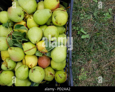 Eine Ernte von Reif organische Birnen auf dem Gras in einer Kunststoffbox. Platz für Text Stockfoto