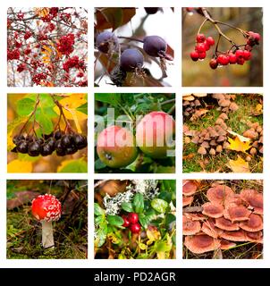 Herbst Collage mit verschiedenen Herbst Bilder von Früchten, Beeren und Pilze. Stockfoto