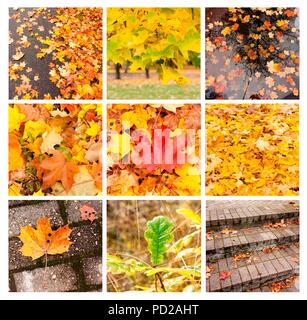 Herbst Collage mit verschiedenen Herbst Bilder und Texturen Stockfoto