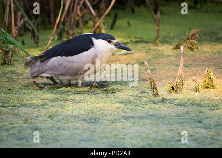 Ein schwarzer - gekrönte Night Heron sucht nach einem frühen Frühstück in der beliebten High Park in Toronto, Kanada. Stockfoto