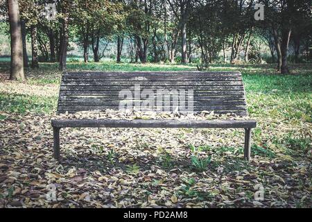 eine Holzbank allein unter Laub Stockfoto