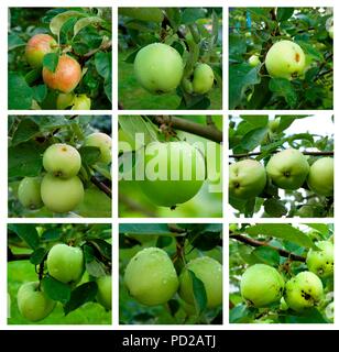 Herbstliche collage-Zweig mit reifen grünen Äpfeln und grünen Blättern Stockfoto