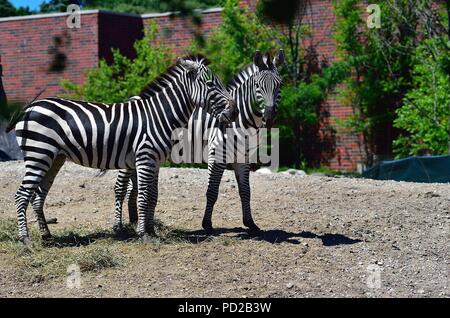 Chicago, Illinois, USA. Ein paar junge ZEBRAS am Lincoln Park Zoo. Sveral Therer sind Sorten von Zebra (Afrikanische Equiden) auf dem gesamten afrikanischen Contin Stockfoto