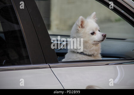 Hund im Auto Stockfoto