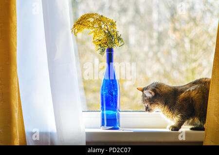 Haus Katze sitzt auf der Fensterbank in der Nähe von Bouquet mit Mimosen in einem blauen Glasflasche Stockfoto