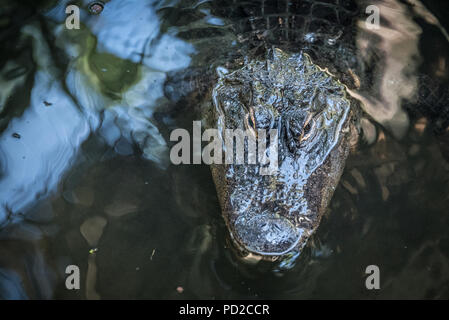 American alligator versessen starrte aus dem Wasser bei St. Augustine Alligator Farm Tierpark in St. Augustine, Florida. (USA) Stockfoto