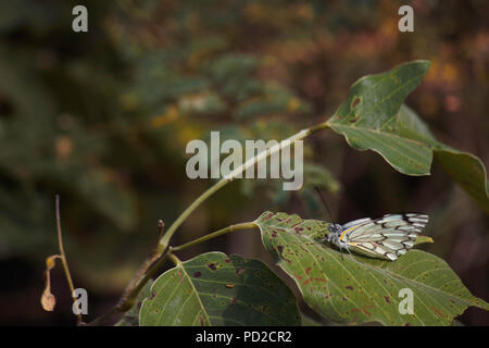 Pionier weiß Schmetterling auf großes Blatt (Belenois aurota) Stockfoto