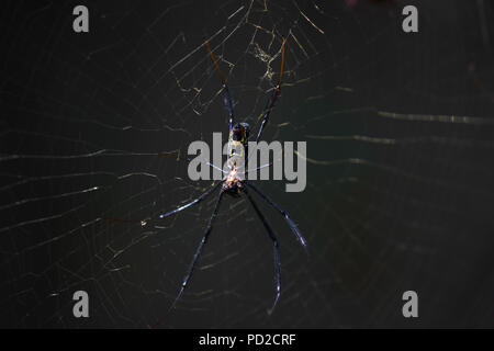 Große Golden Orb Weaver Spider Web (Nephila madan) Stockfoto