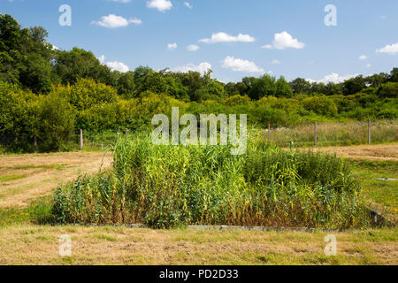 Ein reedbed Kläranlage in Esse, in der Nähe von Confolens, Frankreich. Stockfoto