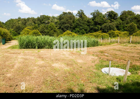 Ein reedbed Kläranlage in Esse, in der Nähe von Confolens, Frankreich. Stockfoto