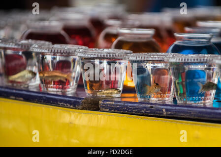 Goldfisch Preise sitzen in ihren Gehäusen auf der Carnival Midway Games von Chance. Stockfoto