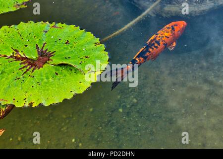 Wassergärten Stockfoto