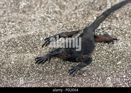 Galapagos Mariner Leguan (Amblyrhynchus cristatus) auf einem Strand in den Galapagos Inseln. Stockfoto