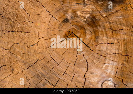 Risse und Holz Korn in das Ende eines Stückes von Brennholz. Stockfoto