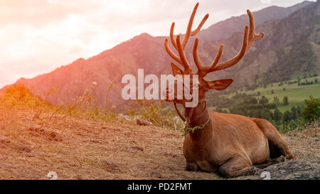 In der Nähe eines schönen braunen Hirsch mit großen Hörnern liegt und sieht in die Kamera vor dem Hintergrund einer Berglandschaft und einem blauen Himmel. Porträt Stockfoto