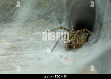 Die Spinne kriecht auf ein dichtes Netz. Stockfoto