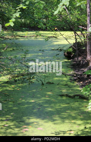 Die natürliche Umgebung flaches Wasser und Algenpflanzen und stark bewaldete Böden an einem sonnigen Sommertag. Stockfoto