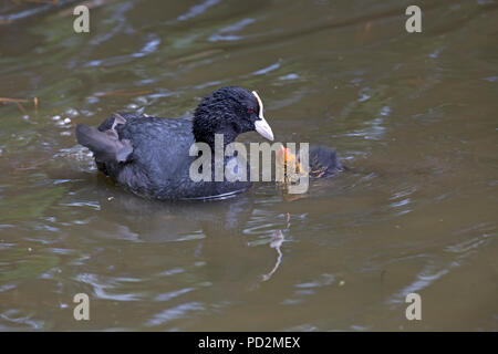 Blässhuhn Fulica atra schwimmen Fütterung junges Küken Abbotsbury Swannery Dorset UK Stockfoto