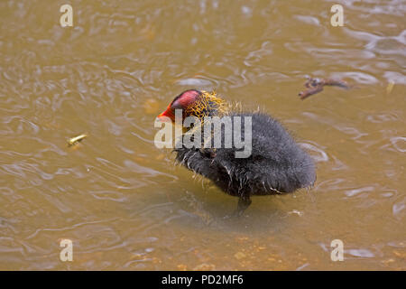 Junge Baby Blässhuhn Fulica atra schwimmen Abbotsbury Swannery Dorset UK Stockfoto