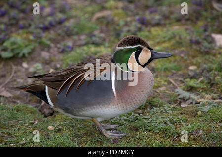 Ein männlicher Baikal oder Formosa Anas formosa Teal ständigen Slimbridge UK Stockfoto