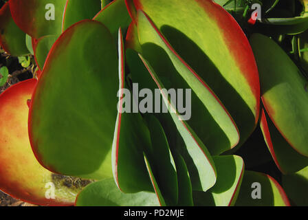 Kalanchoe thyrsiflora allgemein als die Paddel Werk bekannt. In der Nähe von George, Südafrika fotografiert. Stockfoto