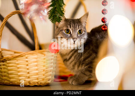 Grau junge Katze versteckt sich unter einem Baum in der Nähe eines Weihnachtsbaumes Stockfoto