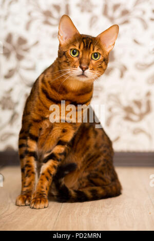 Nach bengalischen Katze sitzt auf dem Boden Stockfoto