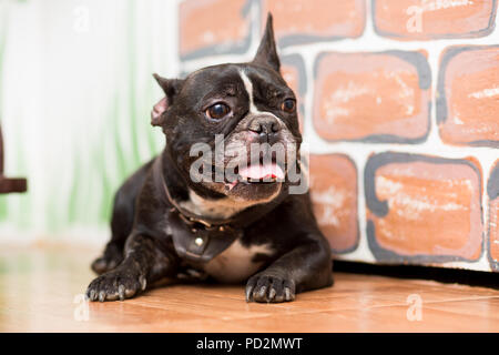 Ein Hund der Französischen Bulldogge Rasse der dunkle Farbe liegt die Hälfte Stockfoto