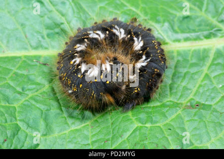 Caterpillar Euthrix potatoria Drinker motte Cotswolds UK Stockfoto