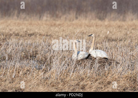 Trumpeter Swans (Cygnus buccinator) Crex wiesen Wildlife Management Area, Frühling, WI, USA, von Dominique Braud/Dembinsky Foto Assoc Stockfoto