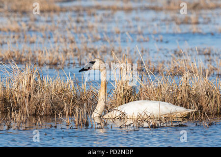 Trumpeter Swans (Cygnus buccinator) Crex wiesen Wildlife Management Area, Frühling, WI, USA, von Dominique Braud/Dembinsky Foto Assoc Stockfoto