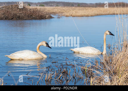 Trumpeter Swans (Cygnus buccinator) Crex wiesen Wildlife Management Area, Frühling, WI, USA, von Dominique Braud/Dembinsky Foto Assoc Stockfoto