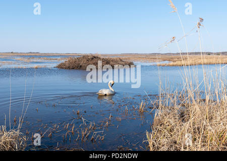 Trumpeter Swans (Cygnus buccinator) Crex wiesen Wildlife Management Area, Frühling, WI, USA, von Dominique Braud/Dembinsky Foto Assoc Stockfoto