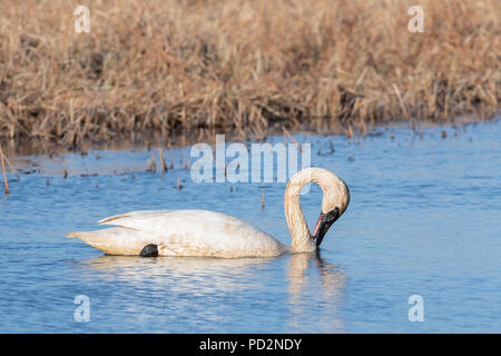 Trumpeter Swans (Cygnus buccinator) Crex wiesen Wildlife Management Area, Frühling, WI, USA, von Dominique Braud/Dembinsky Foto Assoc Stockfoto