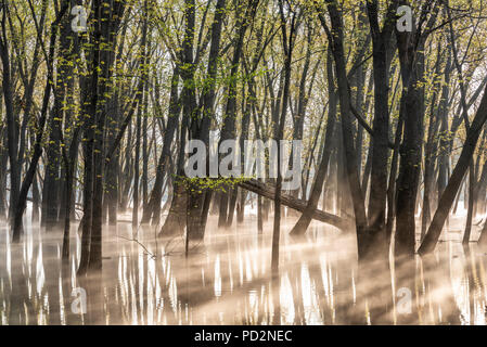 St. Croix River, Überschwemmungsgebiet, überschwemmten, Silber Ahorn (Acer saccharinum), MN, USA, von Dominique Braud/Dembinsky Foto Assoc Stockfoto