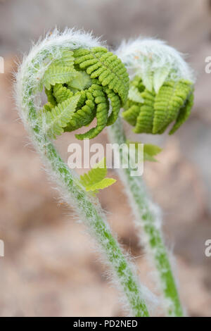 Zimt Farn (Osmundastrum cinnamomeum) fiddlehead entfaltet, Mai, E NA, von Dominique Braud/Dembinsky Foto Assoc Stockfoto