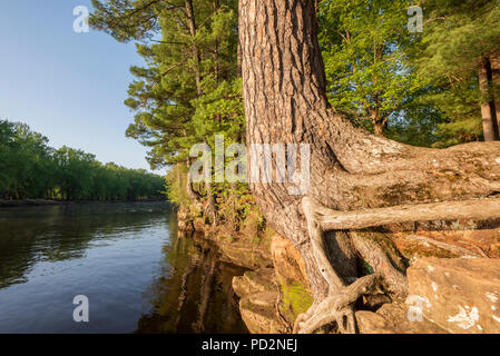 Weiß ausgesetzt Kiefer Wurzeln (Abies alba), St. Croix River. William O'Brien State Park, MN, USA, von Dominique Braud/Dembinsky Foto Assoc Stockfoto