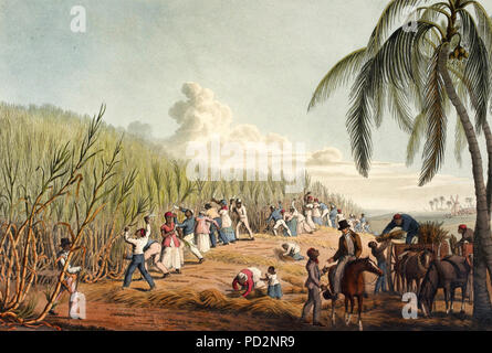Slaves schneiden Zuckerrohr auf Antigua - William Clark, 1823 Stockfoto