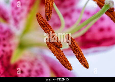 Eine Nahaufnahme von einem violetten und weißen Lilie, Lilium Candidum, in einem Studio. Stockfoto