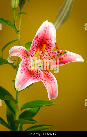 Lila und weiße Lilie, Lilium Candidum, vor einem gelben Hintergrund. Stockfoto