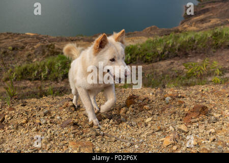 Weißer Hund zu Fuß auf dem Boden Stockfoto