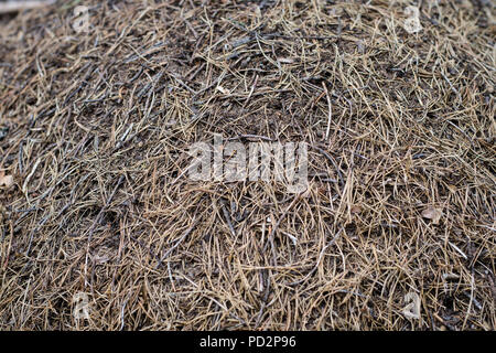 Einen großen ameisenhaufen im Nadelwald. Ein Damm der Wald Insekten. Jahreszeit des Sommers. Stockfoto